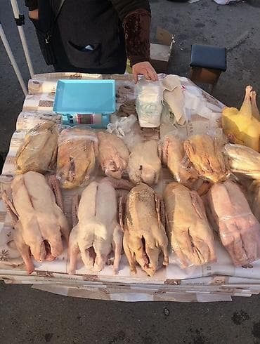 заказ рыбы: Домашняя птица — утка и гусь, забой и разделка.индук, индейка — 1