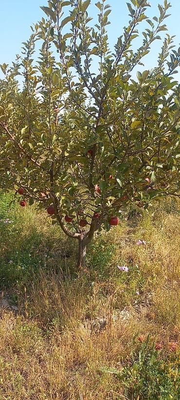 рухий мурас 1: 13 соток, Кызыл китеп — 6