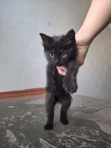 котенок породистый: 2 месяца, Мальчик, Черный — 5