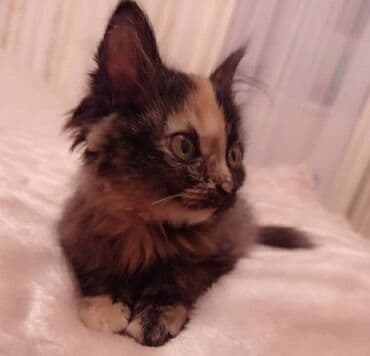 бигль бишкек: Мышык бекер берилет: Породасыз, 4 айлык, Ургаачы — 2