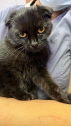 сколько стоит вислоухий котенок: Скотиш Фолд (Шотландиялык шалпаң кулак), 6 айлык, Ургаачы, Кара, Лотокко барууга үйрөтүлгөн — 5