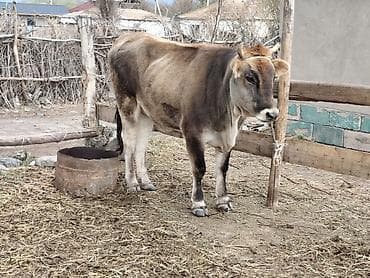 голуби птицы животный: Продаю | Тёлка | Для молока — 6