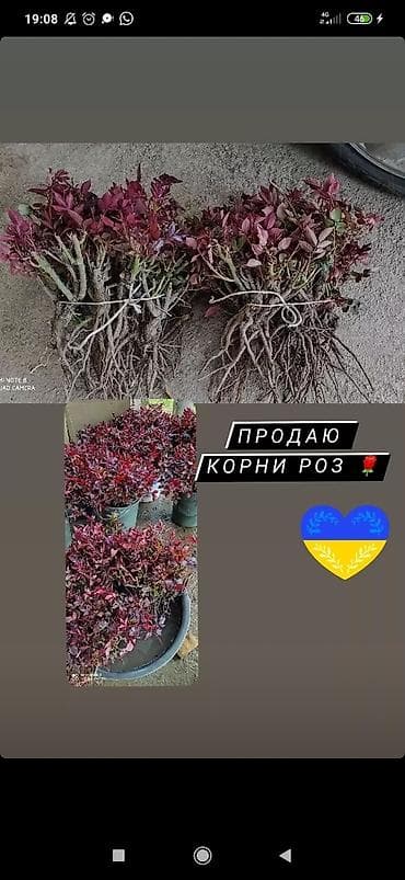Корни роз сорт МАГИЯ
