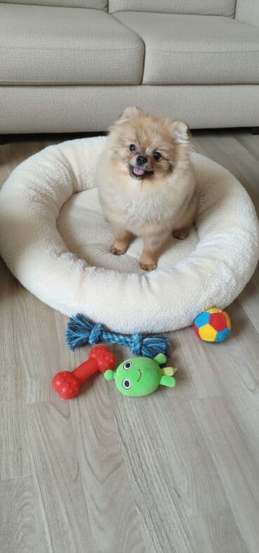 подушка для беременных бишкек: Продажа плюшевый мишка шпиц девочка очень умная, весёлая, с полным — 1