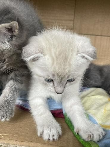 Продажа кошек: Шотландский вислоухий котёнок (скоттиш-фолд) - Окрас: светлый — 2