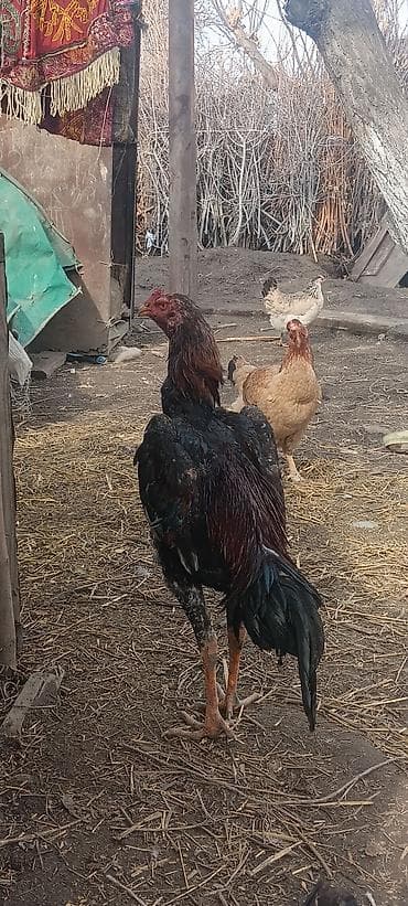 Аквариумы: Продаю | Петух | Бойцовая | Для разведения — 3