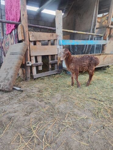 певчие попугаи: Продаю | Овца (самка) | Для разведения | Матка — 4