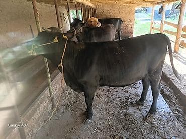 Үй жаныбарлары: Сатам | Кунаажын | Алатоолук | Союуга | Байланган — 2