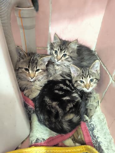 продаю в связи с переездом: Котята отдам в добрые руки Описание: - Возраст 2 месяца - К лотку — 6