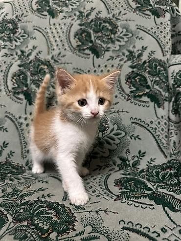 новорожденные котята: Котята, домашние, короткошёрстные. - Описание: игривые и общительные — 5