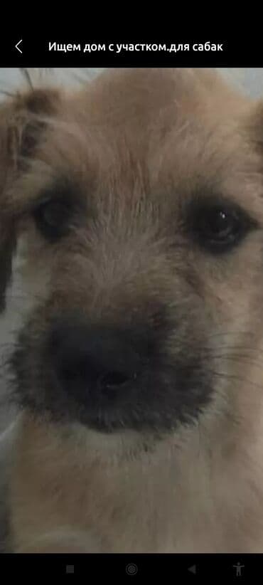 продажа щенков немецкой овчарки с документами в бишкеке: Собака даром: 2 года, Самка, С прививкой — 2
