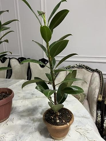 метровые розы: Комнатные растения в горшках - Замиокулькас (Zamioculcas zamiifolia — 6