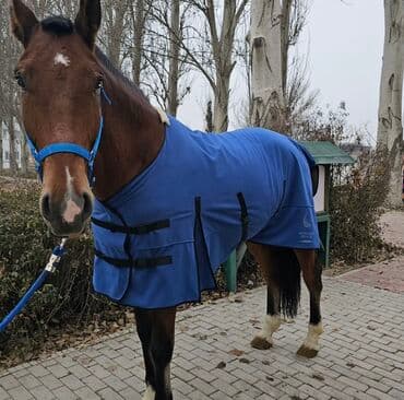 ящик почтовый: Плотная попона "Speranza horse "размер 155 см представлена на крупной — 2