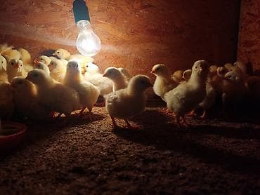 бенгальские кошки бишкек: Продаю | Цыплята | На забой, Несушки — 5