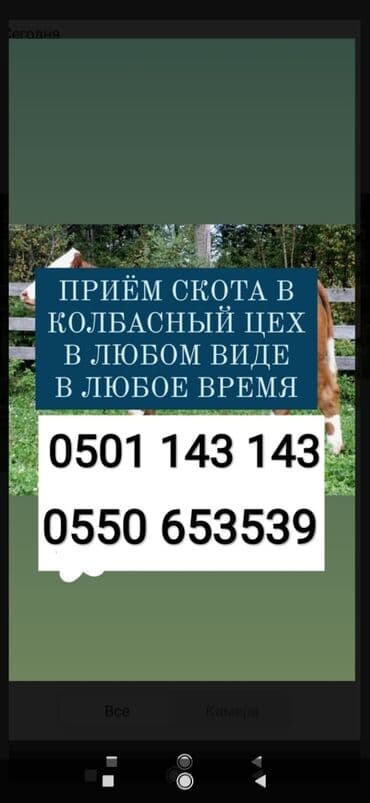 продажа щенков немецкой овчарки с документами в бишкеке: Куплю | Коровы, быки, Лошади, кони, Другие с/х животные | Круглосуточно, Любое состояние, Забитый — 1