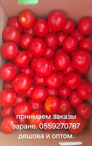 Продукты питания: Помидоры Красные, Оптом — 1