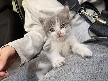 бенгалская кошка даром: Кошка даром: Беспородная, 2 месяца, Девочка, Приучена к лотку — 3