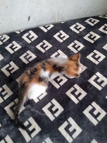 аванта кошка: Кошка даром: Беспородная, 2 месяца, Девочка, Приучена к лотку — 2