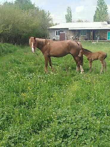ящик для ключей: Продаю | Кобыла (самка) | Для разведения — 1