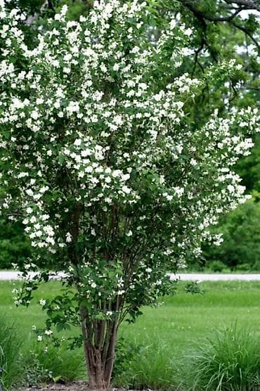 георгины цена: Фото1-3 Сирень махровая на срез для букетов, с потрясающим ароматом — 4