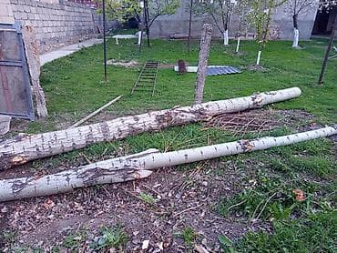 березы: - Порода: берёза. - Формат: цельные стволы без кроны, частично очищены — 1