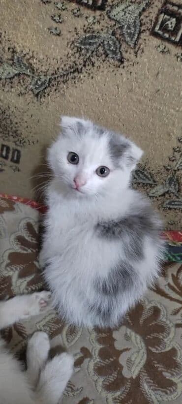 отдам даром вислоухого котенка: Продаю котёнка шотландская вислоухоя, осталась последняя — 1