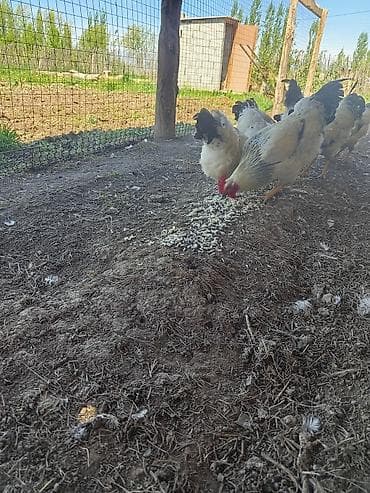 авган матки: Продаю | Куры | Несушки — 1