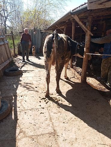 рыбы купить: Продаю | Корова (самка) | Голштин | Для молока | Привязанные — 6