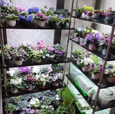 саженцы банана: Крупные детки сортовых фиалок (сенполий) - В наличии детки различных — 1