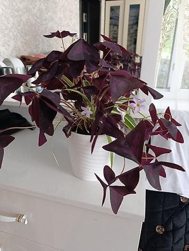 Оксалис треугольный (Oxalis triangularis), «фиолетовый кислица» в — 2