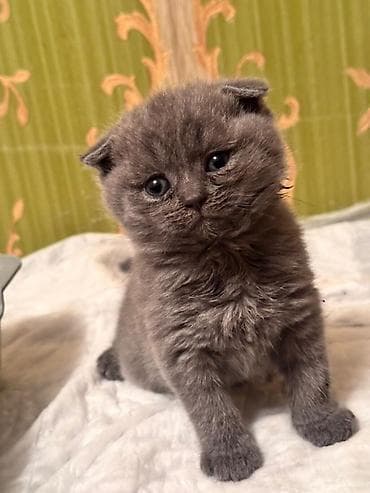 породистые кошки цена: Породистые котята серых и бежевых окрасов. Описание: - Тип — 10