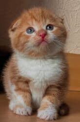 шотландская кошка скоттиш страйт: Скотиш Фолд (Шотландская вислоухая), 2 месяца, Девочка, Приучена к лотку — 1