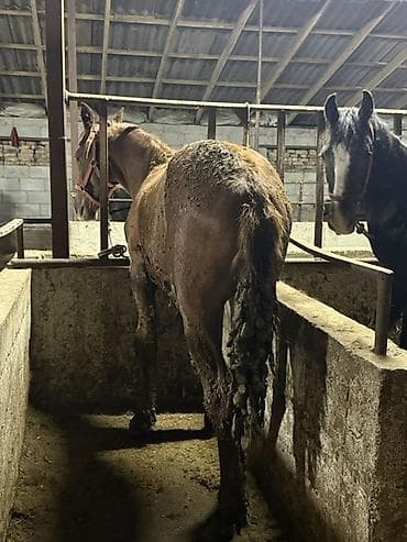 төө куш: Сатам | Бээ (ургаачы) | Жумушка | Асыл тукумдуу — 2