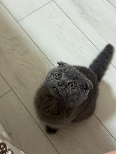 cane corso: Шотландский вислоухий котёнок (Scottish Fold), окрас: сплошной — 3