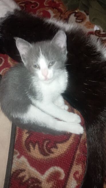 отдам котят в добрые руки: Котята домашние, возраст приблизительно 1,5–2 месяца. - Окрас — 5