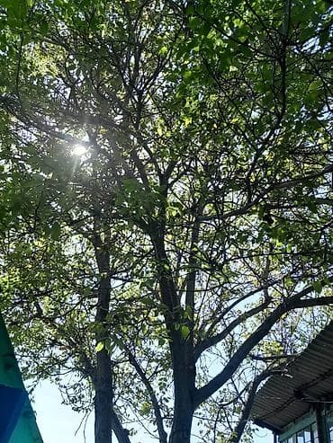 дуб дерево: Крупное ореховое дерево (грецкий орех) на приусадебном участке. - — 2