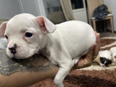 сколько стоит бульдог: Добрый день! Дамы и господа! Вашему вниманию предлагаются элитные — 4