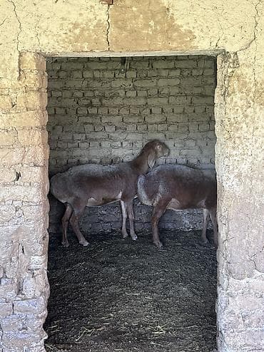 долан овцы: Продаю | Овца (самка) | Арашан | Для разведения | Племенные, Ярка — 3