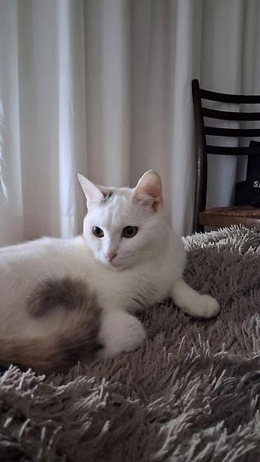 Кошка даром: Беспородная, 6 месяцев, Мальчик — 1