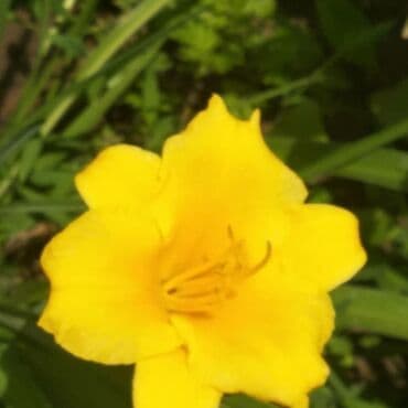 хризантема садовая купить: Бересклет белый и жёлтый. Кустаники. Морозостойкие .Лилейник жёлтый — 7