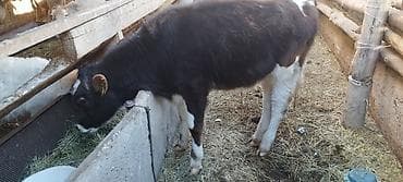 Dacia: Продаю | Бык (самец) | На откорм at lalafo.kg — 2 Dacia: Продаю | Бык (самец) | На откорм — 2