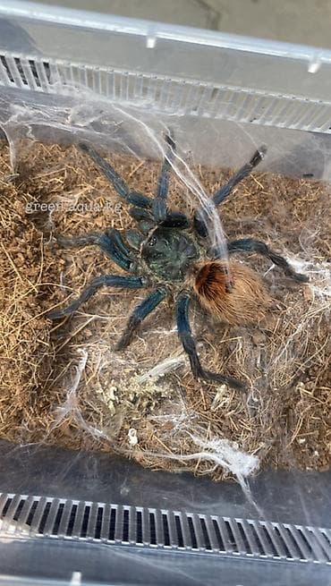 пауки: Экзотика в Бишкеке🕸️🕷️ @green.aqua.kg Паукообразное для террариума — — 2