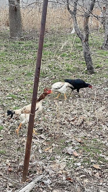 брокерское объединение феникс: Семейка — 2