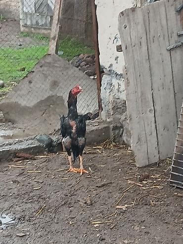 животные на р: Продаю | Петух | Бойцовая | Для разведения — 2