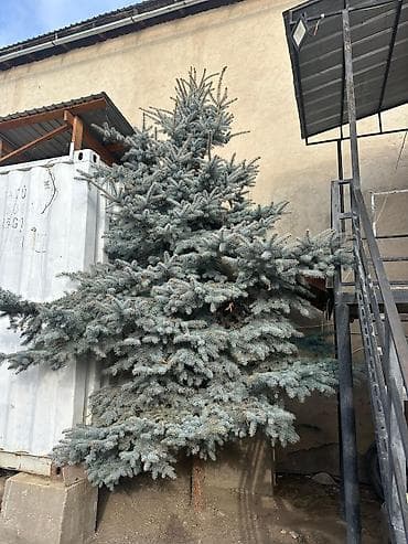 Саженцы деревьев: Ели, Самовывоз