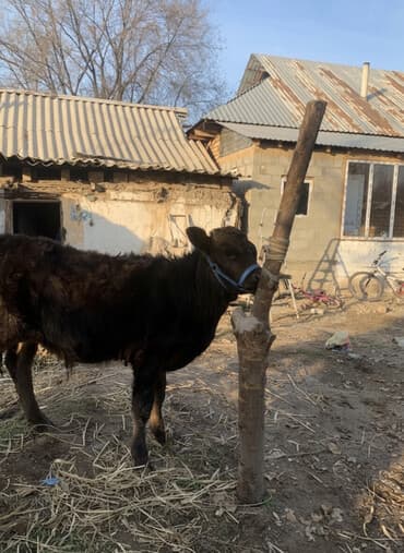 продажа кормов для сельскохозяйственных животных: Продаю | Музоо, торпок | Полукровка, Абердин-ангус | На откорм | Привязанные — 3