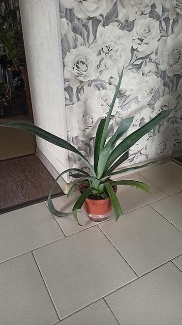 кактусы бишкек: Агава, привозила детку с южной Америки. Район Ошского рынка — 1