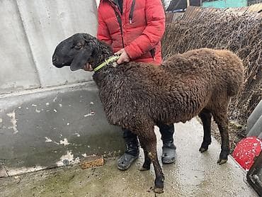 кремация животных бишкек: Продаю | Баран (самец) | Арашан | Для разведения | Осеменитель — 2