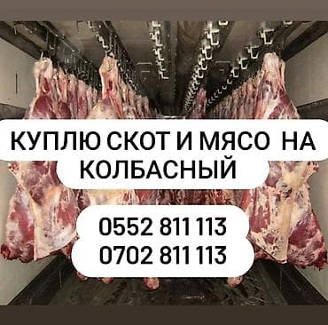 Колбаса цехи : Уйлар, букалар, Жылкылар, аттар, | Бардык шартта