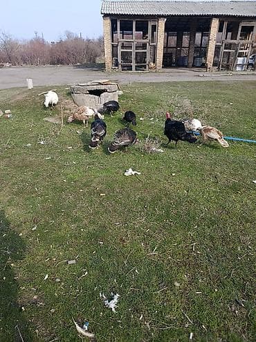 яица индюка: Продаю | Индюшка (самка) | Племенные — 3